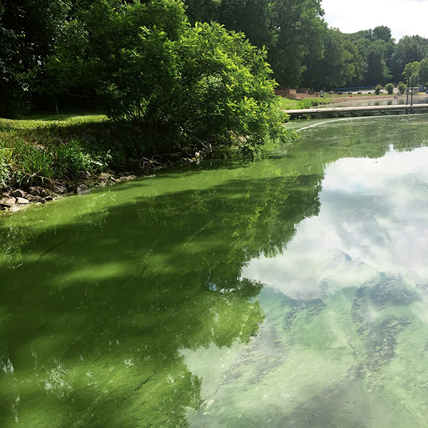 layer of blue-green algae floats on top of a lake surrounded by trees